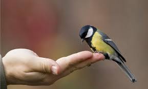 A bird in the hand….